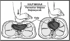 Dolaşım, canlandırma ve kanamalar - açıklayıcı şekil 2
